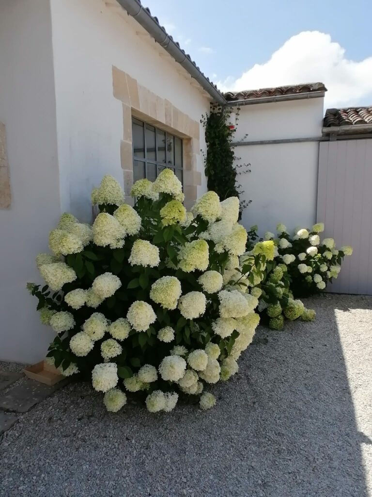 WhatsApp Image 2024-06-25 à 22.17.34_5def40b0